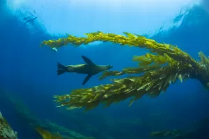 California sea lions (Zalophus californianus) playing in a kelp forest off Santa Barbara California sea lions (Zalophus californianus) playing in a kelp forest off Santa Barbara