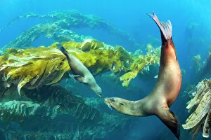 California sea lions (Zalophus californianus) playing in a kelp forest off Santa Barbara Island