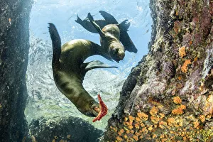 California sealion, (Zalophus californianus), playing with seastar, Los Islotes California sealion, (Zalophus californianus), playing with seastar, Los Islotes
