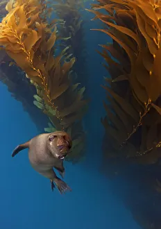 Californian Sealion (Zalophus californianus) in kelp (Macrocystis pyrifera) forest Californian Sealion (Zalophus californianus) in kelp (Macrocystis pyrifera) forest