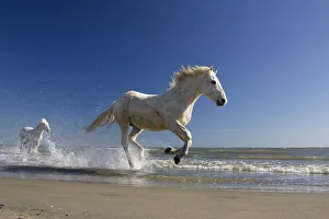 Camargue horses (Equus caballus) running in water at beach, Camargue, France, April Camargue horses (Equus caballus) running in water at beach, Camargue, France, April
