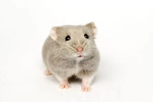 Images Dated 26th December 2008: Campbells Russian dwarf hamster (Phodopus campbelli) opal colour form