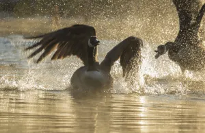 Canada geese (Branta canadensis) two during territorial fight in early spring, Ithaca Canada geese (Branta canadensis) two during territorial fight in early spring, Ithaca