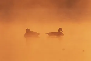Two Canada geese (Branta canadensis) on a misty lake at dawn, UK Two Canada geese (Branta canadensis) on a misty lake at dawn, UK