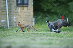 Canada goose (Branta canadensis) chasing off urban Red fox (Vulpes vulpes) London, May Canada goose (Branta canadensis) chasing off urban Red fox (Vulpes vulpes) London, May