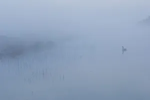 Canada goose (Branta canadensis) goose reflected in drain canal, in mist at dawn Canada goose (Branta canadensis) goose reflected in drain canal, in mist at dawn