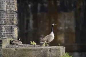 Canada goose (Branta canadensis) parents and goslings by the nest on ledge of Barnes Canada goose (Branta canadensis) parents and goslings by the nest on ledge of Barnes