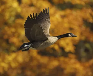 Canada goose (Branta canadensis) in flight in autumn, Maryland, USA. October Canada goose (Branta canadensis) in flight in autumn, Maryland, USA. October
