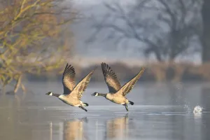 Canada goose (Branta canadensis) pair taking off, Richmond Park, London, UK, November Canada goose (Branta canadensis) pair taking off, Richmond Park, London, UK, November