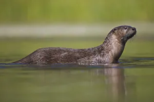 Canadian Otter (Lutra canadensis) portrait standing in shallow river, Wyoming, USA Canadian Otter (Lutra canadensis) portrait standing in shallow river, Wyoming, USA