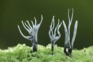 Ascomycota Gallery: Candle-snuff fungus (Xylaria hypoxylon), New Forest National Park, Hampshire, England, UK