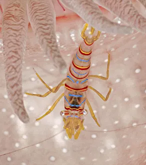 Candy stripe shrimp (Lebbeus grandimanus), a commensal species that associates with Candy stripe shrimp (Lebbeus grandimanus), a commensal species that associates with