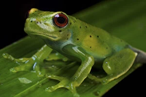 Green Treefrog Gallery: Canebreak treefrog (Aplastodiscus sp) Guainumbi Private Reserve, Sao Paulo, Atlantic