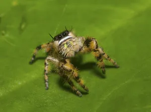 Canopy jumping spider (Phidippus otiosus) male, North Florida, USA, September Canopy jumping spider (Phidippus otiosus) male, North Florida, USA, September
