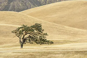 Canyon live oak (Quercus chrysolepis) Diablo Range, California, USA, June Canyon live oak (Quercus chrysolepis) Diablo Range, California, USA, June