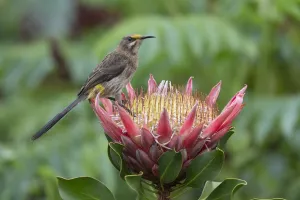 Cape sugarbird (Promerops cafer) on king protea, Kirstenbosch National Botanical Garden Cape sugarbird (Promerops cafer) on king protea, Kirstenbosch National Botanical Garden