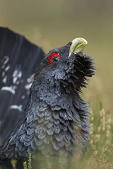 Capercaillie (Tetrao urogallus) male displaying. Cairngorms National Park, Scotland Capercaillie (Tetrao urogallus) male displaying. Cairngorms National Park, Scotland