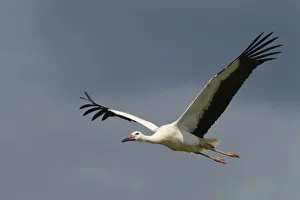 Ciconiiformes Gallery: Captive reared juvenile White stork (Ciconia ciconia) in flight over the Knepp Estate