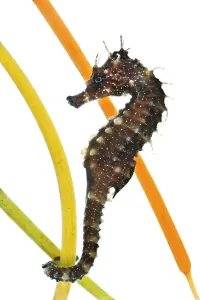 A captive Yellow / Spiny seahorse (Hippocampus guttulatus) attached to plastic seagrass A captive Yellow / Spiny seahorse (Hippocampus guttulatus) attached to plastic seagrass
