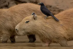 Capybara (Hydrochaeris hydrochaeris) with a Giant Cowbird (Scaphidura oryzivora) Capybara (Hydrochaeris hydrochaeris) with a Giant Cowbird (Scaphidura oryzivora)