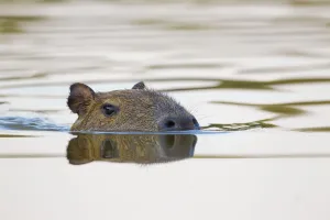 Capybara (Hydrochoerus hydrochaeris) swimming, Little Paraguay River, Pocone, Brazil Capybara (Hydrochoerus hydrochaeris) swimming, Little Paraguay River, Pocone, Brazil