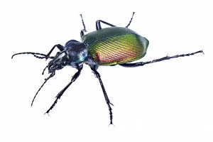 Iridescent Collection: Carabid beetle (Calosoma sycophanta) on white backlit background, Antola Regional Park