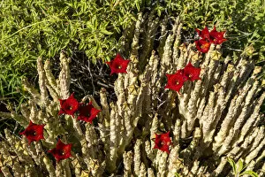 Apocynaceae Gallery: Caralluma socotrana in blossom, near lake Magadi, Kenya