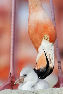 Images Dated 11th June 2014: Caribbean Flamingo (Phoenicopterus ruber) preening chick in the breeding colony