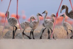 Caribbean Flamingo (Phoenicopterus ruber) chick group walking around the breeding colony Caribbean Flamingo (Phoenicopterus ruber) chick group walking around the breeding colony