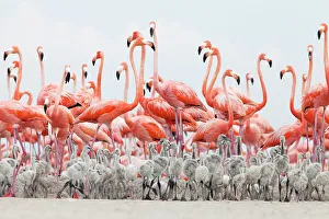 Caribbean Flamingo (Phoenicopterus ruber) chick creche in front of attentive adult flamingo group