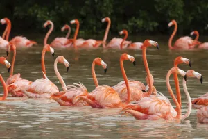 Caribbean flamingo (Phoenicopterus ruber) flock moving to other parts of the lagoon in Caribbean flamingo (Phoenicopterus ruber) flock moving to other parts of the lagoon in