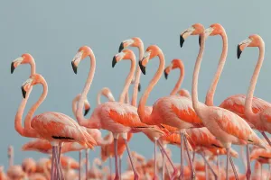 Caribbean Flamingo (Phoenicopterus ruber), Ria Lagartos Biosphere Reserve, Yucatan Peninsula, Mexico, June Caribbean Flamingo (Phoenicopterus ruber), Ria Lagartos Biosphere Reserve, Yucatan Peninsula, Mexico, June