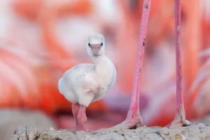 Caribbean flamingo (Phoenicopterus ruber) chick, standing by its parent' Caribbean flamingo (Phoenicopterus ruber) chick, standing by its parent'