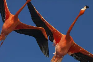 Caribbean flamingos (Phoenicopterus ruber) flying, Ria Celestun Biosphere Reserve Caribbean flamingos (Phoenicopterus ruber) flying, Ria Celestun Biosphere Reserve