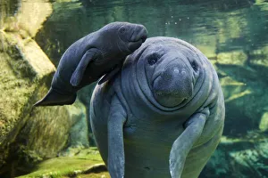 Caribbean manatee or West Indian manatee (Trichechus manatus) mother with baby Caribbean manatee or West Indian manatee (Trichechus manatus) mother with baby
