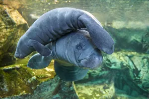 Caribbean manatee or West Indian manatee (Trichechus manatus) mother with baby Caribbean manatee or West Indian manatee (Trichechus manatus) mother with baby