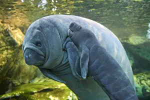Caribbean manatee or West Indian manatee (Trichechus manatus) mother with baby Caribbean manatee or West Indian manatee (Trichechus manatus) mother with baby