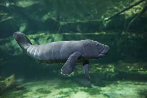 Caribbean manatee or West Indian manatee baby, age two days, (Trichechus manatus) captive Caribbean manatee or West Indian manatee baby, age two days, (Trichechus manatus) captive