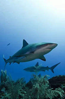 Images Dated 16th March 2011: Caribbean reef shark (Carcharhinus perezi) Jardines de la Reina National Park, Cuba