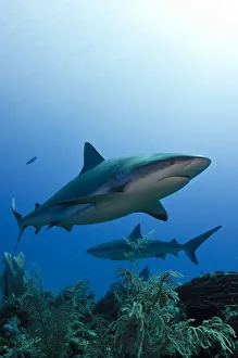 Images Dated 16th March 2011: Caribbean reef shark (Carcharhinus perezi) Jardines de la Reina National Park, Cuba