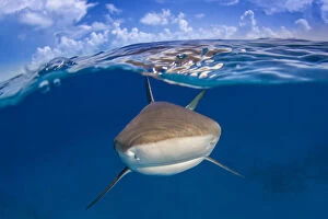 Images Dated 25th May 2014: A Caribbean reef shark (Carcharhinus perezi) just below the surface. Split level with blue sky