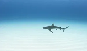 Caribbean reef shark (Carcharhinus perezi) cruising over a sand flat in The Bahamas Caribbean reef shark (Carcharhinus perezi) cruising over a sand flat in The Bahamas