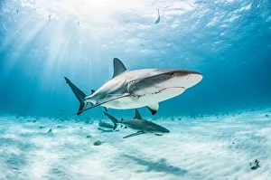 Two Caribbean reef shark (Carcharhinus perezi) one with a fishing hook and line Two Caribbean reef shark (Carcharhinus perezi) one with a fishing hook and line