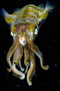 Caribbean reef squid (Sepioteuthis sepioidea) eating fish at night, portrait. The Bahamas Caribbean reef squid (Sepioteuthis sepioidea) eating fish at night, portrait. The Bahamas