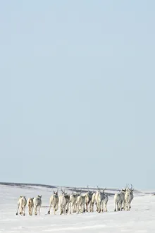 Caribou (Rangifer tarandus) herd migrating across ice, Agapa River, Taimyr Peninsula Caribou (Rangifer tarandus) herd migrating across ice, Agapa River, Taimyr Peninsula
