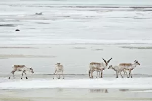 Images Dated 6th June 2009: Caribou (Rangifer tarandus) small group on ice floe, Agapa River, Taimyr Peninsula