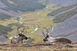 Two Caribou /Reindeer (Rangifer tarandus) resting on hillside with valley in background Two Caribou /Reindeer (Rangifer tarandus) resting on hillside with valley in background