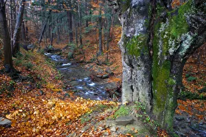 Carpathian forest stream in autumn colors. Bieszczady National Park, the Carpathians Carpathian forest stream in autumn colors. Bieszczady National Park, the Carpathians
