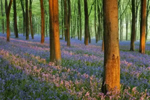 Images Dated 24th April 2011: Carpet of Bluebells (Endymion nonscriptus) in Beech (Fagus sylvatica) woodland at dawn