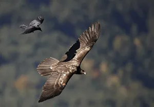 Carrion crow (Corvus corone corone) mobbing Lammergeier (Gypaetus barbatus) Spain Carrion crow (Corvus corone corone) mobbing Lammergeier (Gypaetus barbatus) Spain